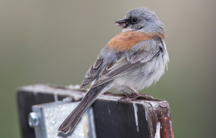 Серо голубая птица