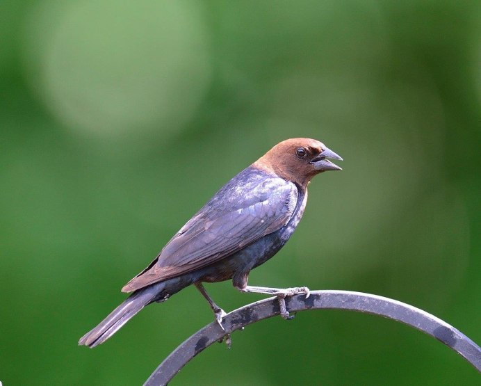 Серый сорокопут самка и самец