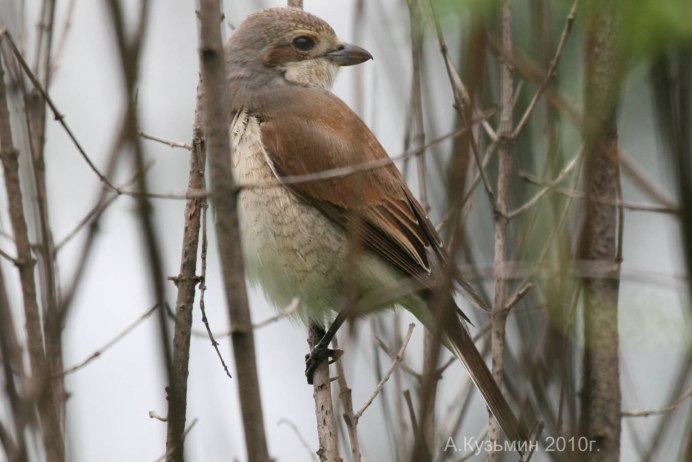 Сойка европейская
