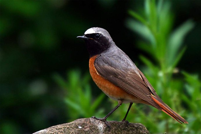 Горихвостка мухоловка