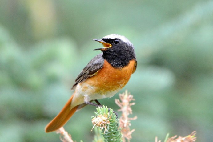 Обыкновенная горихвостка