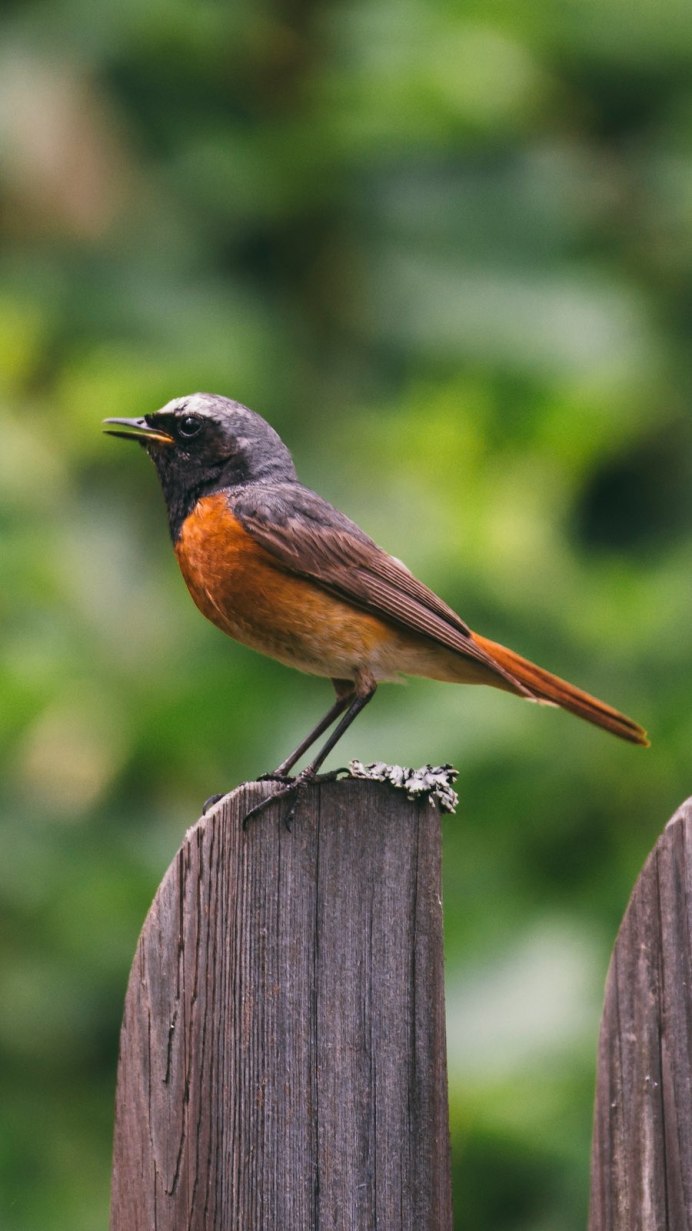 Огненногрудая петроика