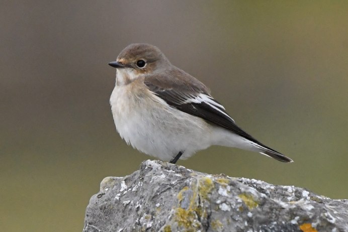 Мухоловка серая – Muscicapa striata (Pallas, 1764)