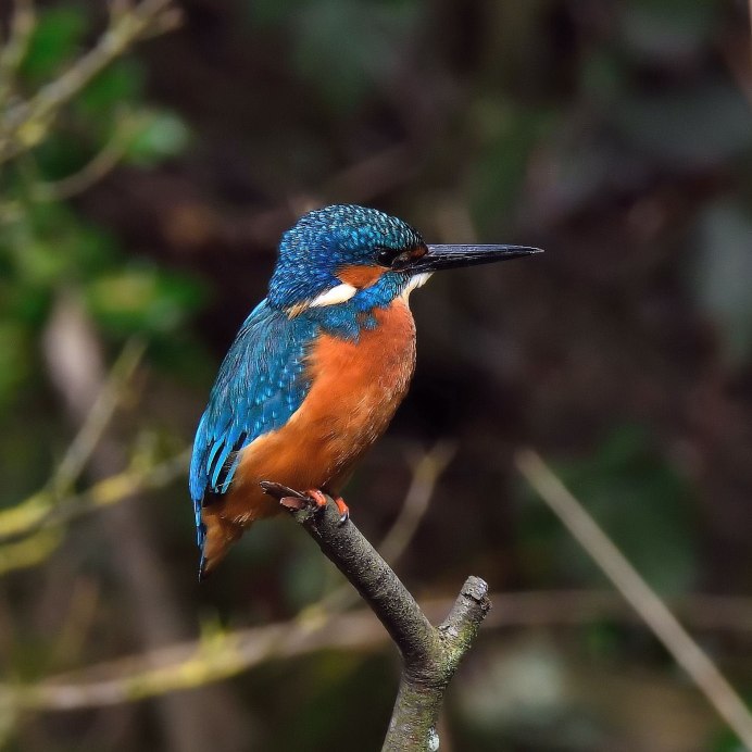 Alcedo semitorquata