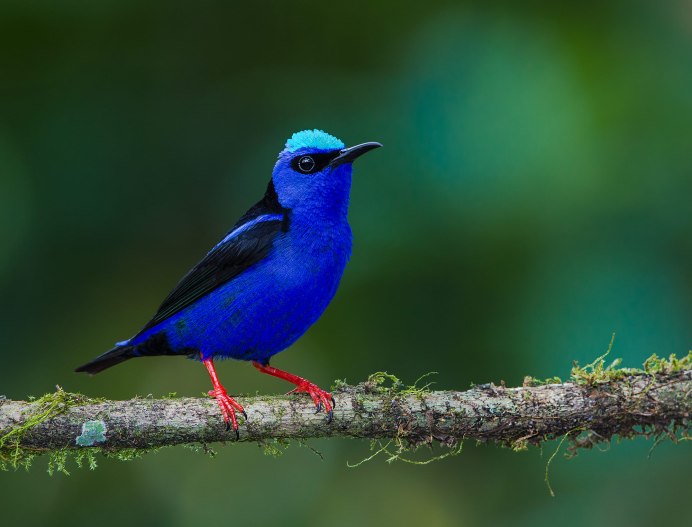 Синяя Ванга Cyanolanius madagascarinus