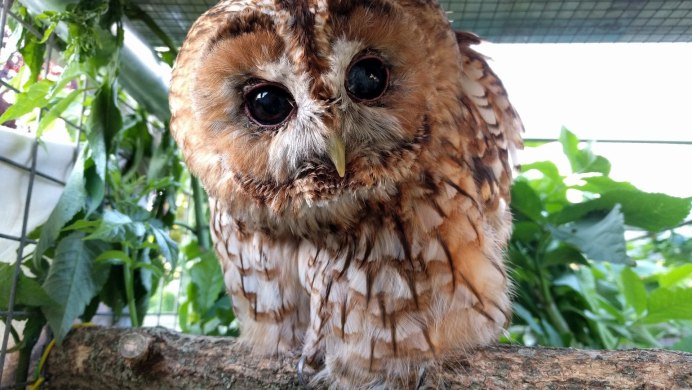 Сова Филин Сыч сипуха