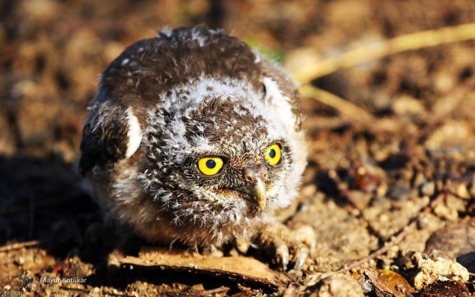 Ямайский Филин