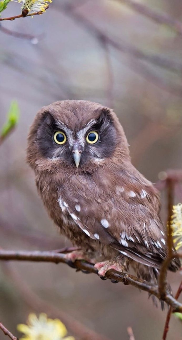 Капский Филин