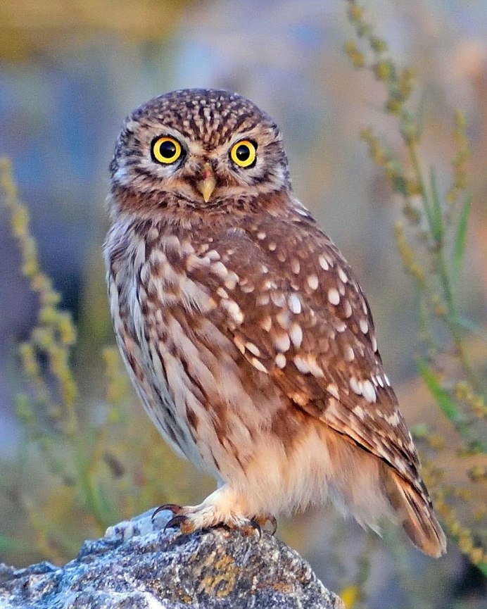 Серая неясыть меланист