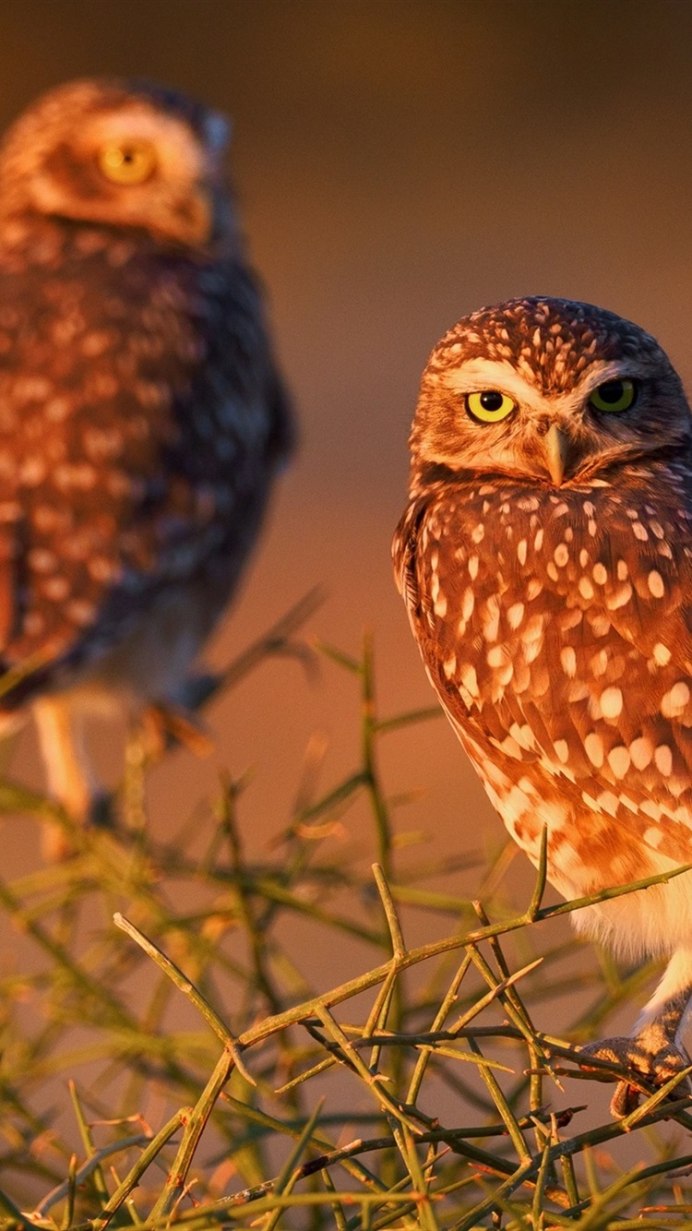 Африканская масковая сипуха