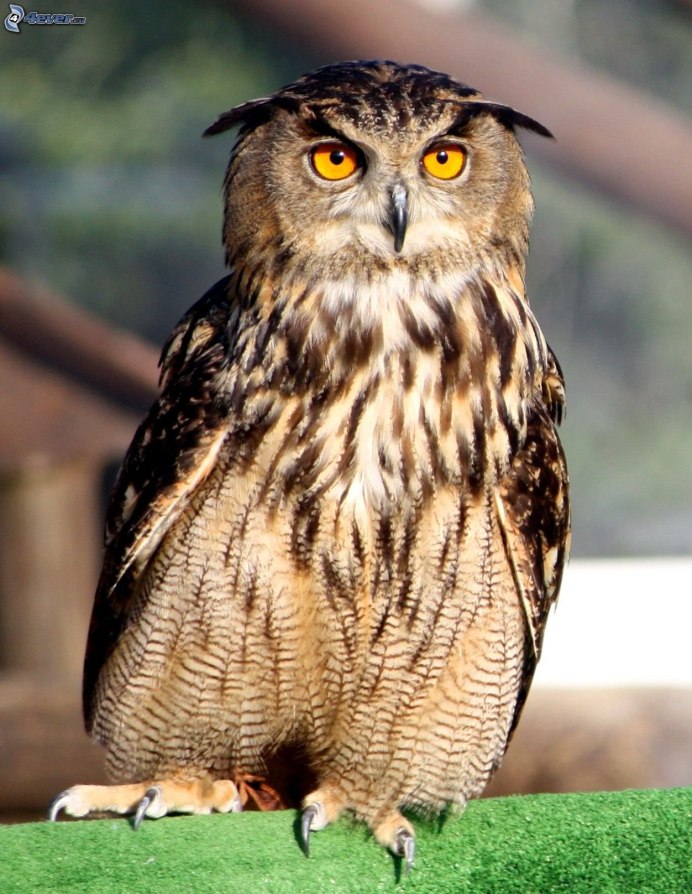 Взгляд Совы