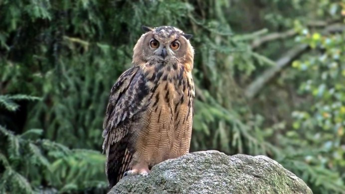 Гватемальская бурая неясыть