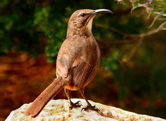 Brown Thrasher птица