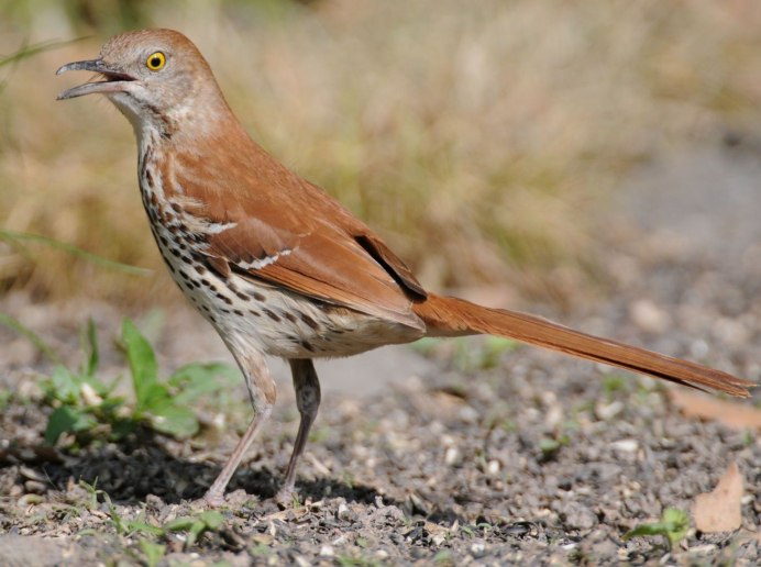 Обыкновенный крапивник