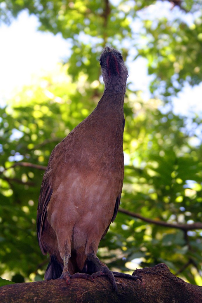 Большие коричневые птицы