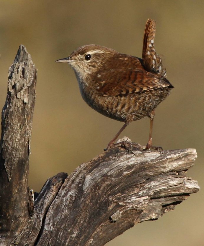 Черный Дрозд птица самка