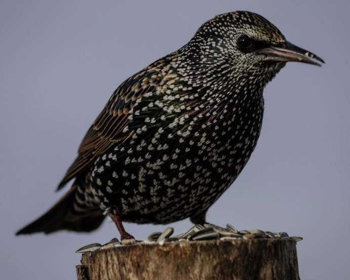 Желтогрудый скворец