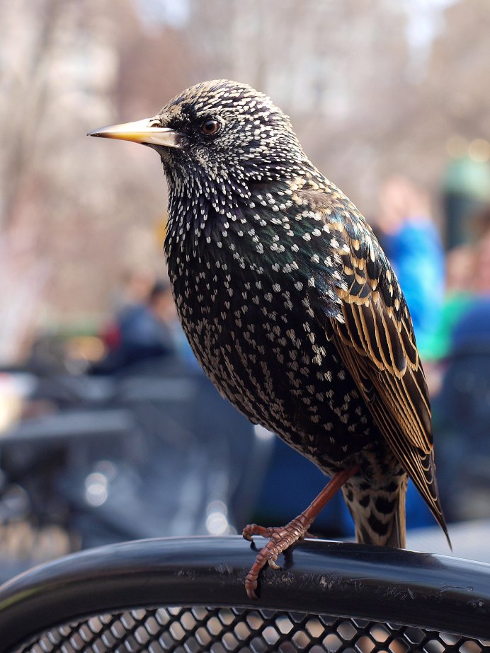 Чёрная птичка с желтым клювом в Израиле