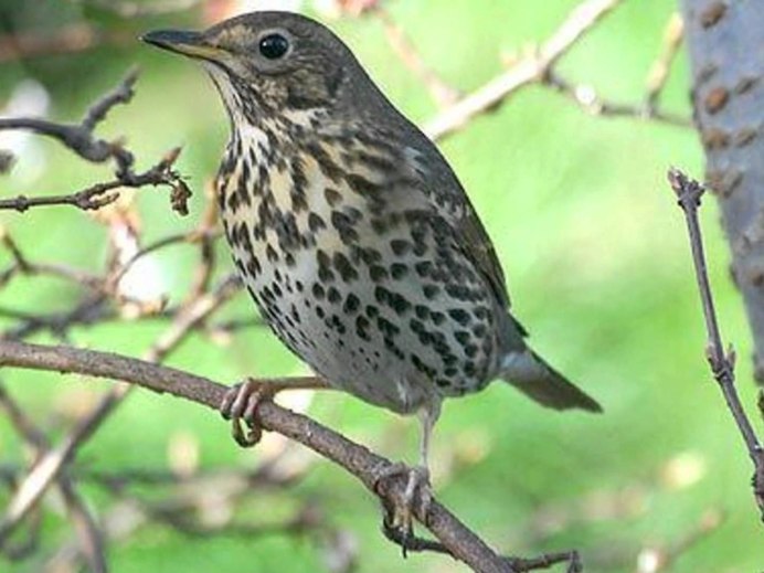 Черная птица с белыми пятнами