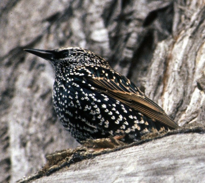 Дрозд обыкновенный скворец