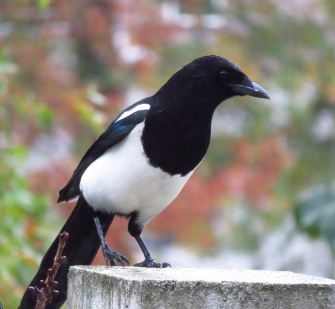 Дрозд чёрный в крапинку