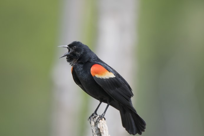 Шилоклювый дятел