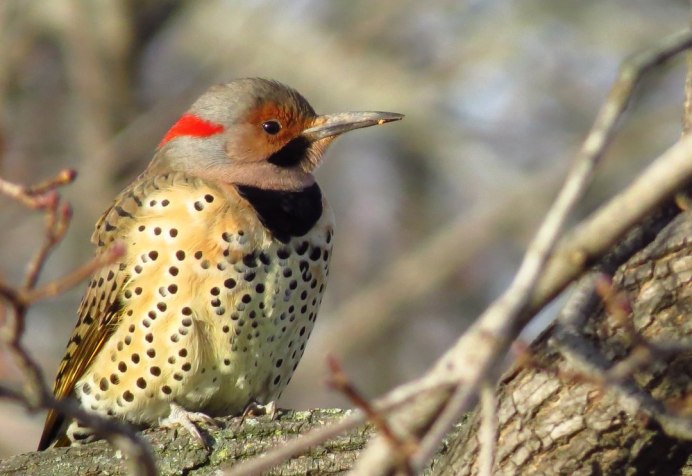 Пестрый скворец