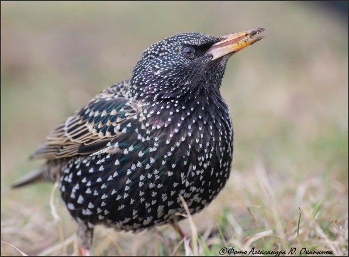 Melanocorypha yeltoniensis