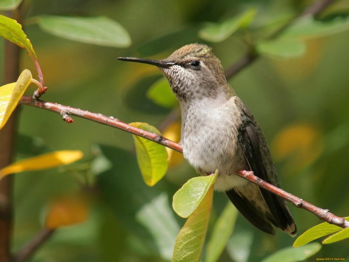 Олуша птица
