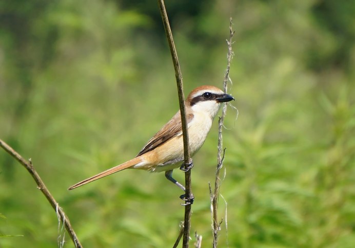 Маленькие Дикие птицы