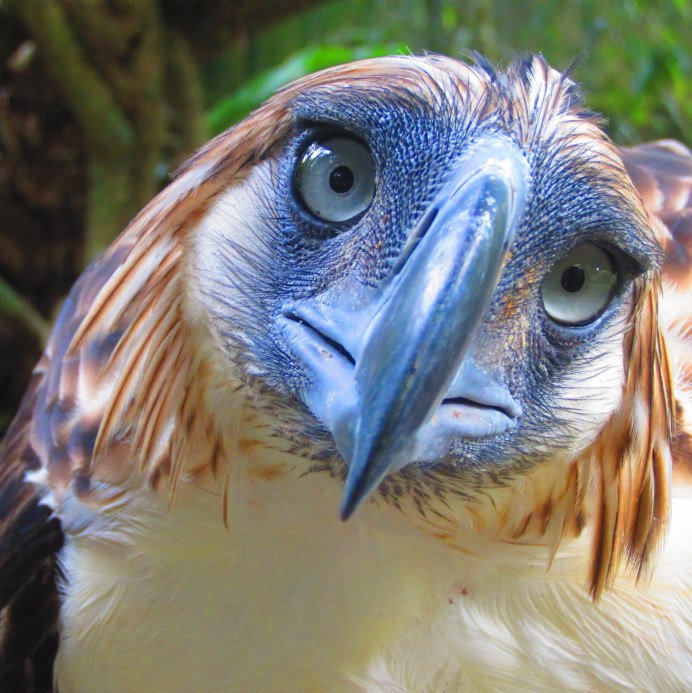 Птица Чибис и Кулик