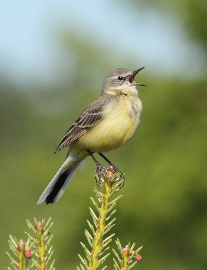 Птичка с длинным клювом