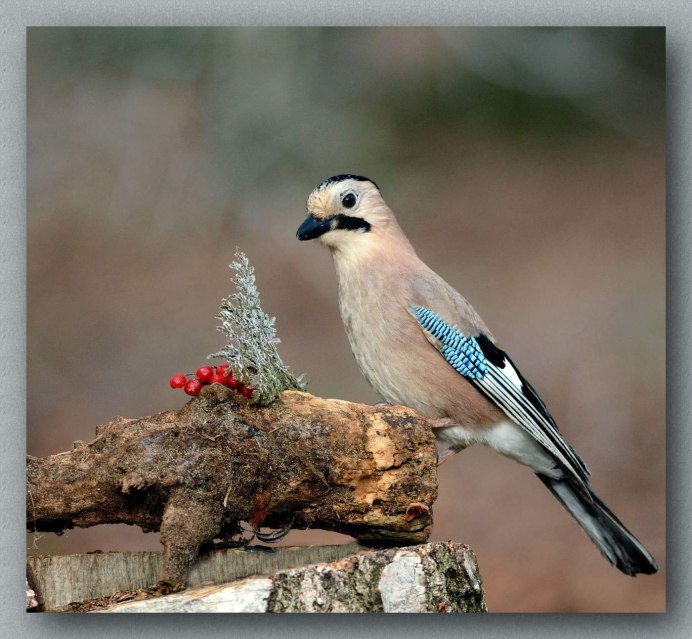 Шлемоклювый калао
