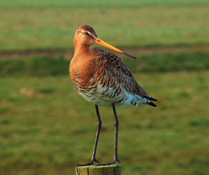 Кулик Чибис
