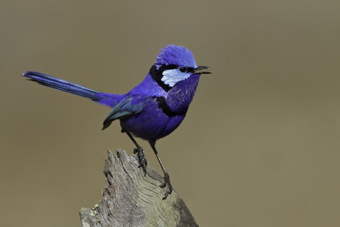 Выёбушек выдра и Воробей