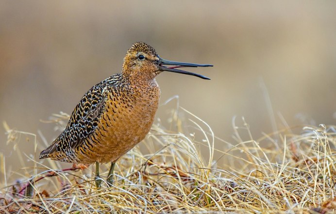 Птица Кулик вальдшнеп