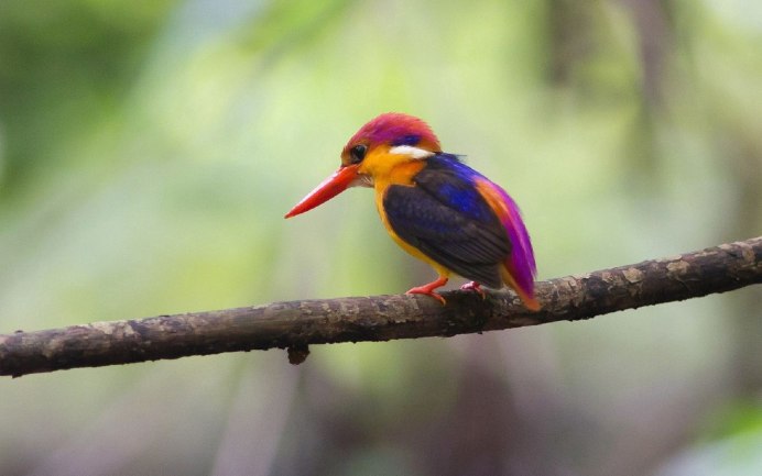 Ягнятник Бородач птица красная