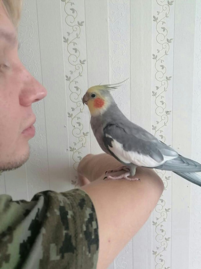 Ожереловый попугай зеленый