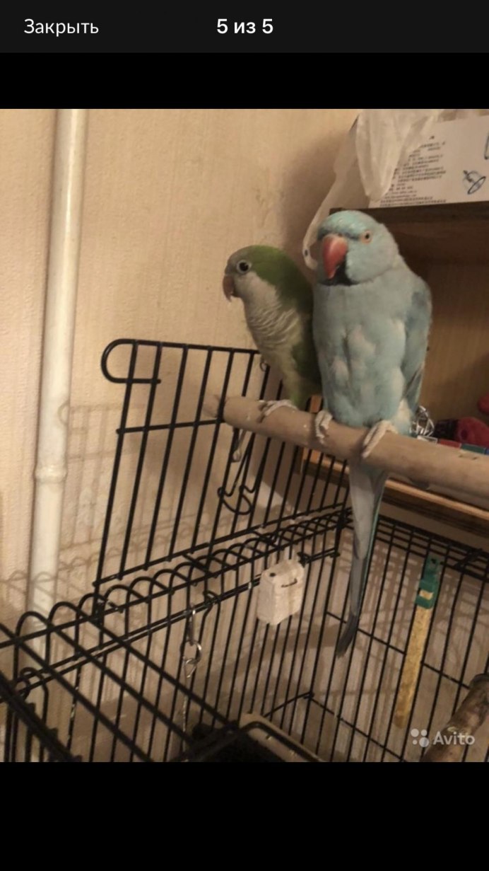 Ожереловый попугай самец
