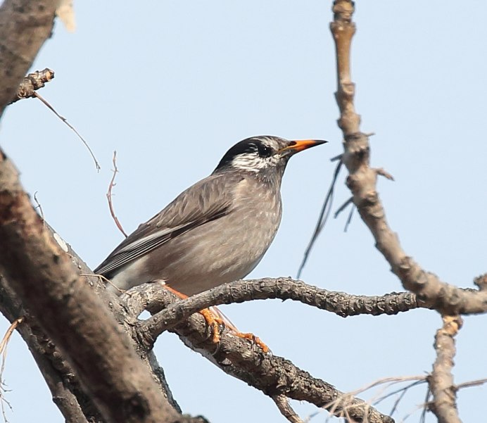 Sturnus cineraceus