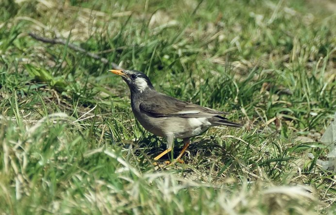 Sturnus cineraceus