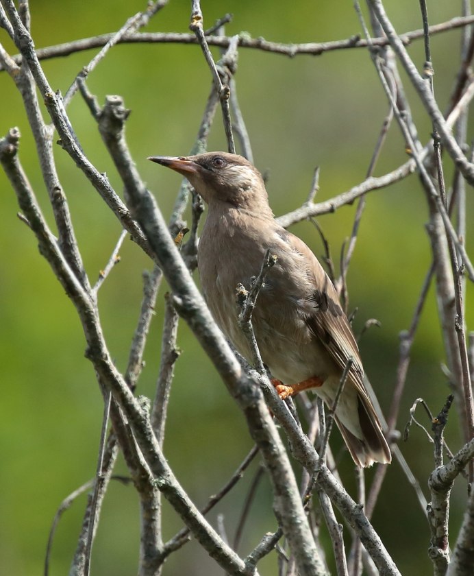 Sturnus cineraceus