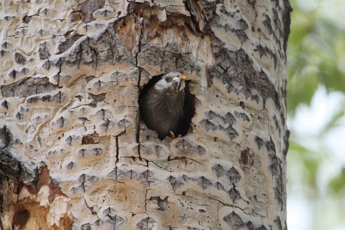 Starling 2 класс