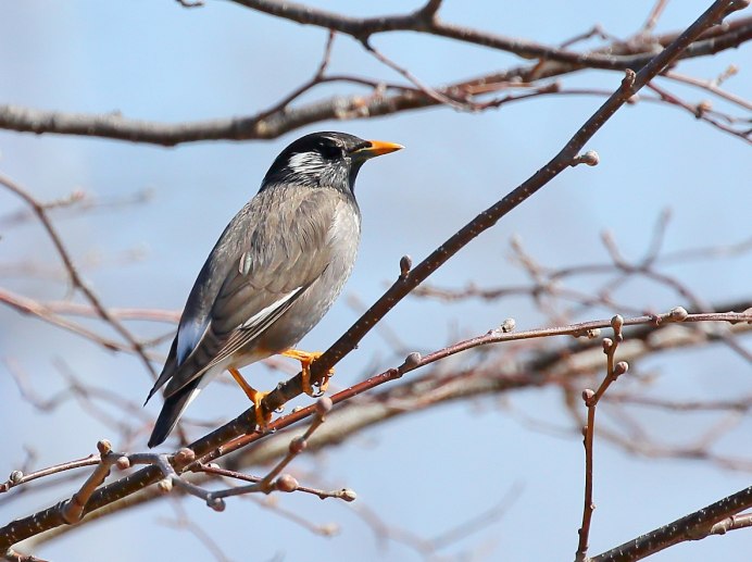 Sturnus cineraceus
