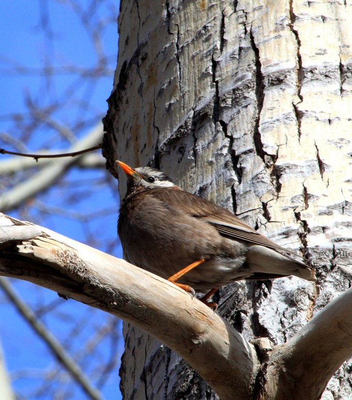 Sturnus cineraceus