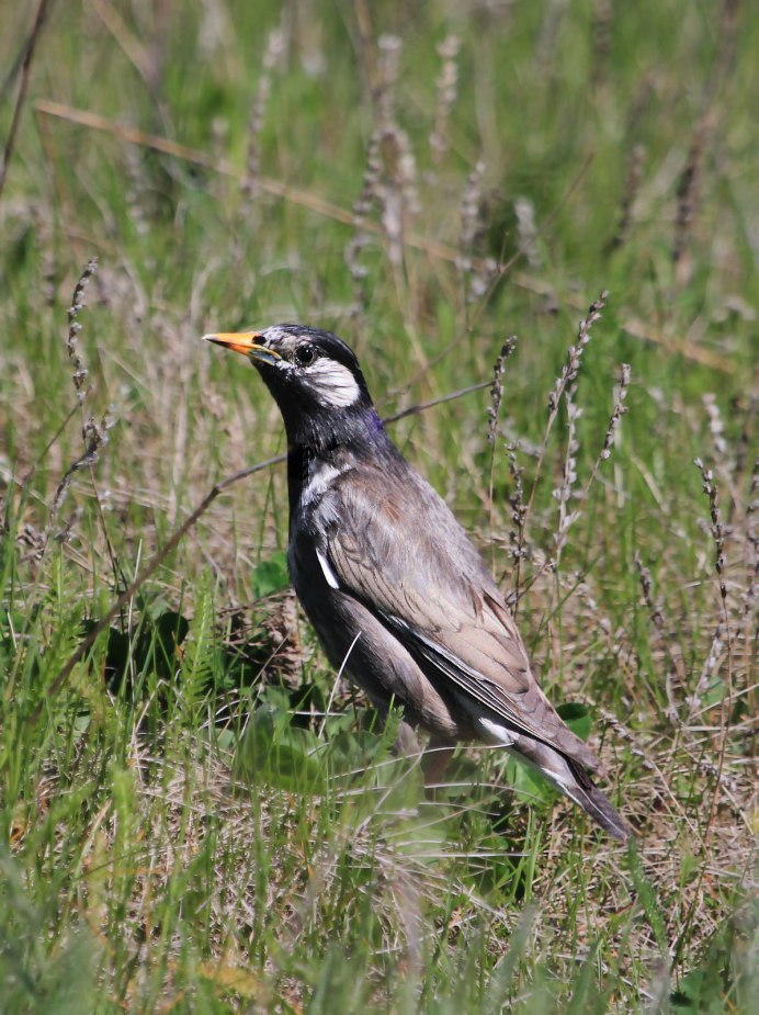 Серый скворец - Sturnus cineraceus.