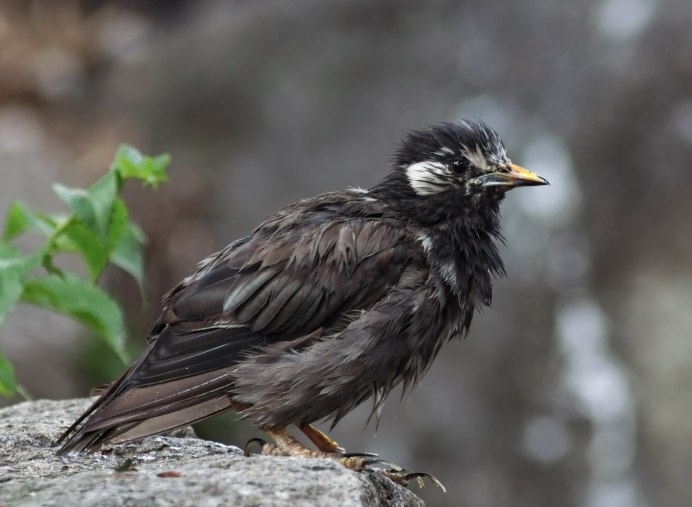 Серый скворец - Sturnus cineraceus.
