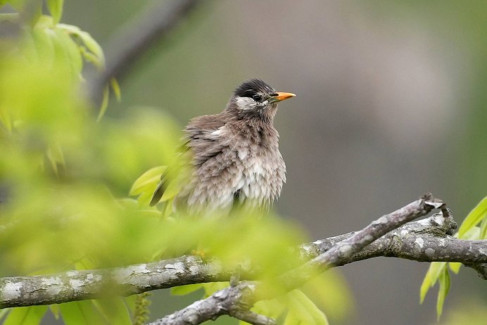 Sturnus cineraceus