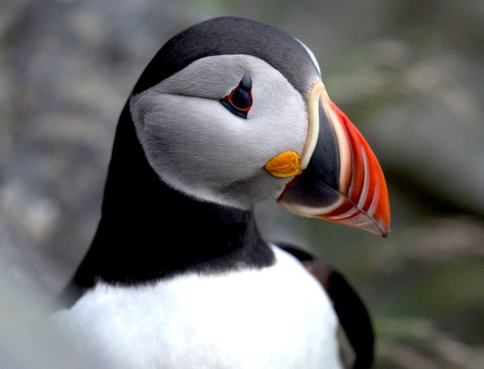 Кулик сорока птица