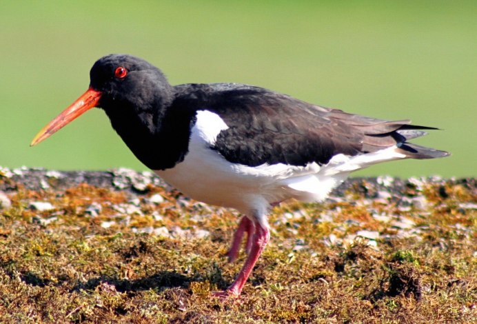 Серая птица с красным клювом
